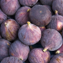 CONFITURE EXTRA FIGUES - 500G